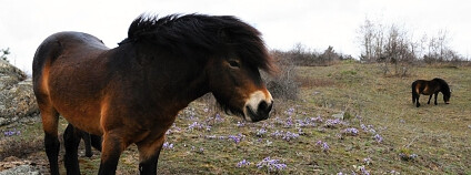 exmoorský pony koniklec Foto: Miloslav Jirků Česká krajina