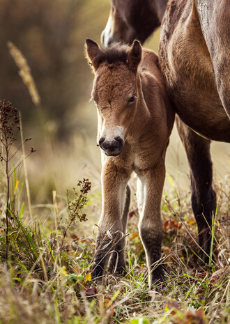 První hříbě divokých koní narozené na milovické pastvině
