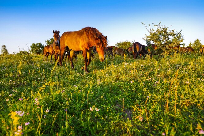 Mnoho druhů rostlin se do krajiny u Milovic vrací díky pastvě divokých koní, zubrů a zpětně šlechtěných praturů.