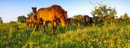 Nové druhy vzácných rostlin objevili letos vědci v rezervaci velkých kopytníků u Milovic. Jde o druhy, které tam před lety rostly, ale kvůli šíření agresivních druhů trav v těchto místech postupně vyhynuly. Nyní se vracejí díky pastvě divokých koní, zubrů a zpětně šlechtěných praturů. První z nových bylin je rozrazil rozprostřený. Jde o vzácnější trvalku suchých vápnitých trávníků teplých oblastí České republiky. Druhou milovickou novinkou je bělolist rolní, jednoletka suchých trávníků s nezapojeným drnem. Je to typický zástupce bylin, které kdysi bývaly běžné. Nové druhy vzácných rostlin objevili letos vědci v rezervaci velkých kopytníků u Milovic. Jde o druhy, které tam před lety rostly, ale kvůli šíření agresivních druhů trav v těchto místech postupně vyhynuly. Nyní se vracejí díky pastvě divokých koní, zubrů a zpětně šlechtěných praturů. První z nových bylin je rozrazil rozprostřený. Jde o vzácnější trvalku suchých vápnitých trávníků teplých oblastí České republiky. Druhou milovickou novinkou je bělolist rolní, jednoletka suchých trávníků s nezapojeným drnem. Je to typický zástupce bylin, které kdysi bývaly běžné.