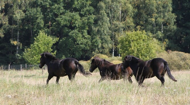 Meandry Lužnice nabízí pro divoké koně zcela jiné podmínky než Milovice. Meandry Lužnice nabízí pro divoké koně zcela jiné podmínky než Milovice.