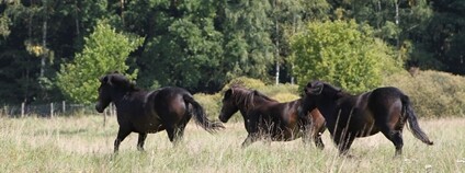 Divocí koně v Meandrech Lužnice na Třeboňsku Foto: Česká krajina
