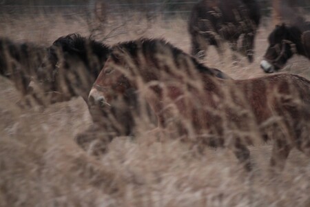 Koně žijí v takzvaných harémech, ve kterých si hřebec, který do Milovic přijede až na jaře, opečovává své stádo klisen s hříbaty