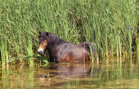 Kůň v rybníce