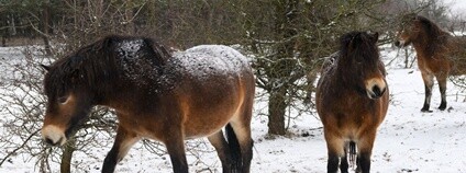 Divocí koně v zimě Foto: Vojtěch Lukáš Česká krajina Divocí koně v zimě Foto: Vojtěch Lukáš Česká krajina