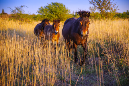 Ochranářská společnost Česká krajina je nyní celosvětově jedním z pěti největších chovatelů divokých koní z Exmooru.  Česká populace se tak stala zásadní pro zachování těchto vzácných kopytníků.