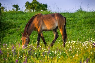 Na původní, čtyřicetihektarové pastvině v sousedství Milovic se již několikátým rokem pasou divocí koně z anglického Exmooru. Plochy, kde rozkvétají kopretiny a šalvěje, jsou každý rok rozsáhlejší než v předchozích letech.