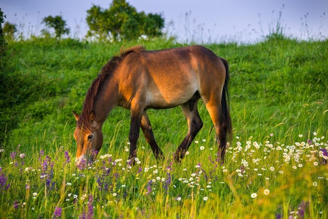 Pro Červeňák by stačili tři koně, bylo by možné zapůjčit je z Milovic, kde je velké stádo.