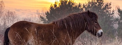 Divoký kůň Foto: Michal Köpping / Česká krajina Divoký kůň Foto: Michal Köpping / Česká krajina