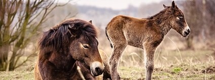 Foto. Česká krajina Foto. Česká krajina