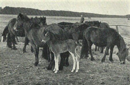 To, že původní zbarvení dülmenských pony ve skutečnosti odpovídalo divokým koním, se zjistilo až příliš pozdě