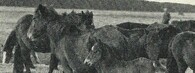 Dülmenský pony
