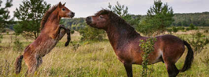 Foto: Michal Köpping / Česká krajina Foto: Michal Köpping / Česká krajina