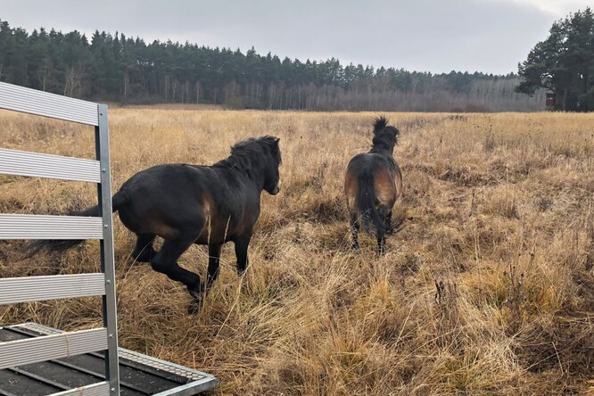 Vypuštění exmoorských pony do mokřadní louky.