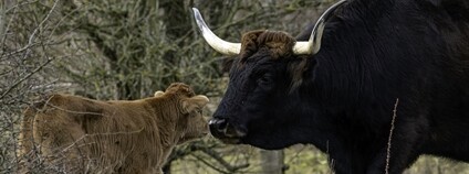 Mládě pratura v milovické rezervaci Foto: Vojtěch Lukáš Česká krajina Mládě pratura v milovické rezervaci Foto: Vojtěch Lukáš Česká krajina