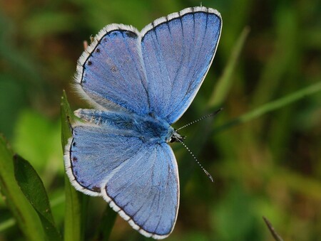 Na pastviny velkých kopytníků v bývalém vojenském prostoru Milovice se vrátil ohrožený druh motýla modrásek jetelový.