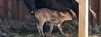 Na Slovensku se narodilo první mládě novodobého pratura Foto: Archeopark Bošáca Na Slovensku se narodilo první mládě novodobého pratura Foto: Archeopark Bošáca