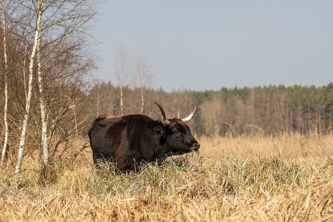 Samice pratura v přírodní rezervaci Janovský mokřad u Nýřan na Plzeňsku.