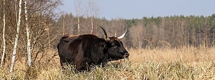 Výběh pro velké kopytníky v přírodní rezervaci Janovský mokřad u Nýřan na Plzeňsku Foto: Česká krajina