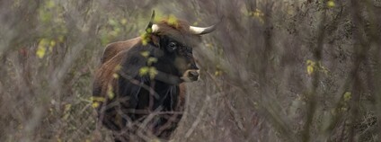 Samice pratura Foto: Vojtěch Lukáš Česká krajina Samice pratura Foto: Vojtěch Lukáš Česká krajina