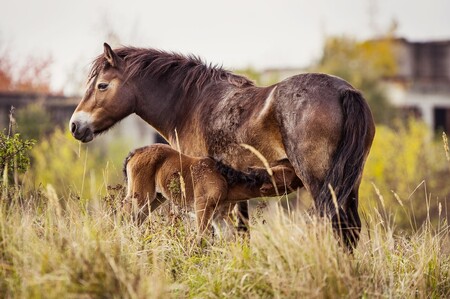Klisna Sgurr, celým jménem Sgurr Na Ban A'Mhoire, se narodila v roce 2003 ve Skotsku v oblasti Wester Ross. Celý život se pohybovala se stádem ve volné přírodě Skotské vysočiny. Do České republiky přijela s prvním stádem divokých koní v lednu 2015.