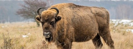 Zubr evropský Foto: Vojtěch Lukáš Česká krajina Zubr evropský Foto: Vojtěch Lukáš Česká krajina