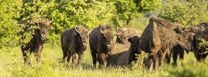 Stádo mladých zubrů Foto: Vojtěch Lukáš Česká krajina Stádo mladých zubrů Foto: Vojtěch Lukáš Česká krajina