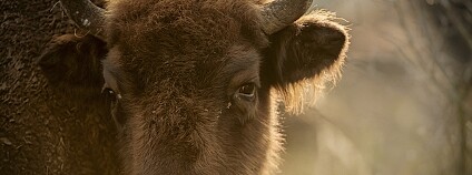 Zubr v bývalém vojenském prostoru Milovice. Foto: Vojtěch Lukáš Česká krajina Zubr v bývalém vojenském prostoru Milovice. Foto: Vojtěch Lukáš Česká krajina