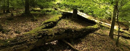 Zdrojem inspirace byl například les v Českém středohoří