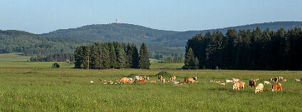 Krajina Českého lesa pod vrchem Zvon Foto: David Paloch / Wikimedia Commons