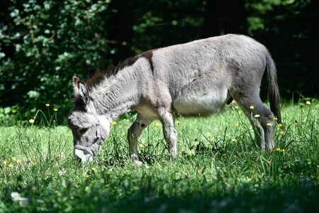 Wilem (na obrázku) je dvouletý samec osla domácího miniaturního, kterého zahrada získala z nizozemské zoo Amersfoort.