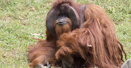 Po požáru pavilonu opic v zoologické zahradě v západoněmeckém Krefeldu se policii přihlásily tři ženy, které o silvestrovské noci vypustily létající lampiony. Při požáru v zoo zahynuly přes tři desítky zvířat včetně orangutanů, goril a šimpanzů. / Ilustrační foto