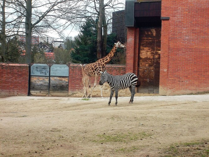 Těžká zvířata, jejich kopyta a déšť. Těžká zvířata, jejich kopyta a déšť.