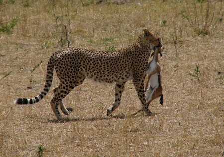 Gepard tráví vyhledáváním potravy většinu dne. Stojí ho to námahu a ne každý pokus o její dostižení a ulovení je úspěšný.