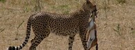 Gepard při lovu
