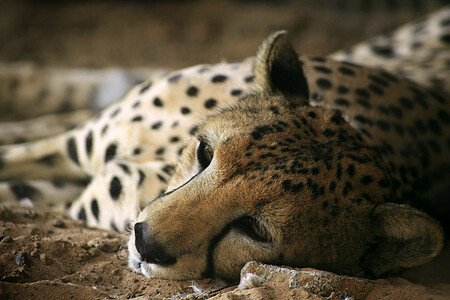 Laurie strávila hodně času v Namibii, kde žije největší populace gepardů na světě (dnes asi 3000 zvířat). Zjistila, že jsou ohroženi vyhynutím. Podílejí se na tom pytláci, omezování jejich přirozeného životního prostředí a také četné konflikty s chovateli dobytka. Asi 90 procent gepardů žije na zemědělských pozemcích, kde se pasou stáda. Kozy, ovce či telata jsou jejich kořistí. Nejsou sami, komu dobytek slouží jako potrava, jsou to i psi hyenovití a šakalové. Avšak farmáři nečiní rozdíl a jejich pasti zraňují nebo zabíjejí všechny. / Ilustrační foto geparda