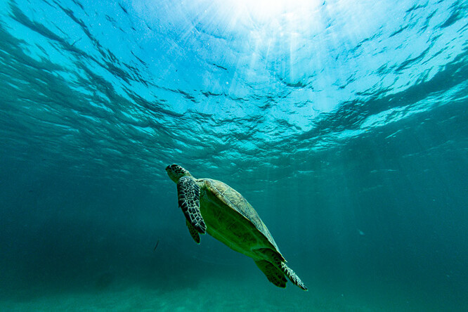 S metrovým krunýřem a až dvěma metráky hmotnosti je kareta obrovská vůbec tou největší mořskou želvou.