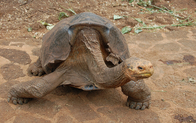 DNA želvy žijící na Galapágách se vzorky dalšího exempláře tohoto druhu želvy z roku 1906, který je ve sbírkách akademie věd v Kalifornii.