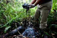 Ropa v Amazonii