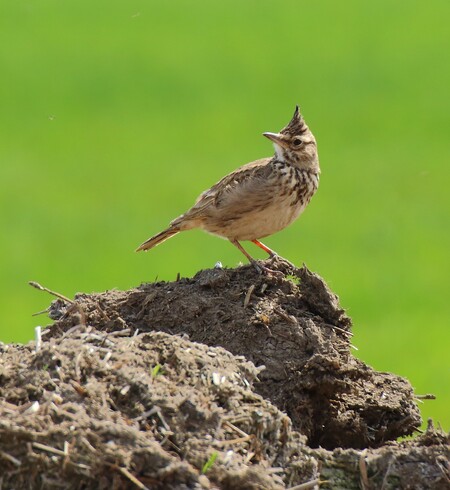 Chocholouši obecní Chocholouši obecní