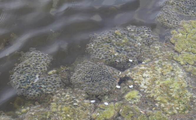 Snůška skokana hnědého na Cholupickém mokřadu. Snůška skokana hnědého na Cholupickém mokřadu.