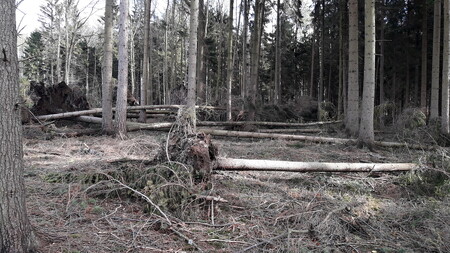 „Stabilita stromů a celých porostů je narušená a k vývratům může dojít kdykoli,“ říká generální ředitel podniku Lesy ČR Daniel Szórád.