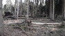 Na snímku z 30. 10. 2017 - les postižený silným větrem u Chroustníkova Hradiště v Královéhradeckém kraji