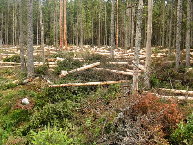 Kůrovcové dřevo na Šumavě.