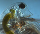 Mikroskopické foto Daphnia pulex. Mikroskopické foto Daphnia pulex.