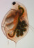 Mikroskopické foto Daphnia pulex. Mikroskopické foto Daphnia pulex.