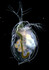 Mikroskopické foto Daphnia pulex. Mikroskopické foto Daphnia pulex.