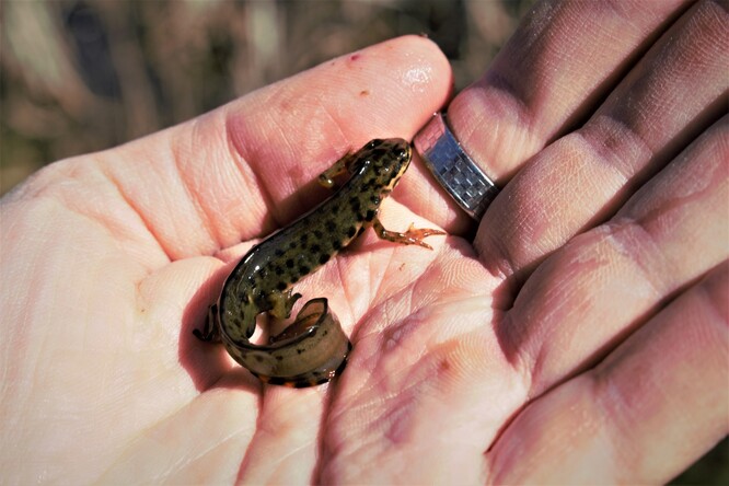 Čolek obecný. Čolek obecný.