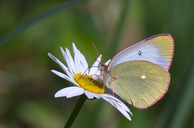 Mezi druhy, které z Radostínského rašeliniště už vymizely, patří motýl žluťásek borůvkový.