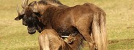 Pakůň běloocasý - samice s kojícím se mládětem